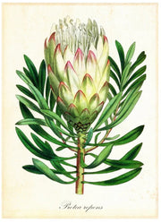 affiche-40x60cm-pl-protearepens-blue-shaker-1