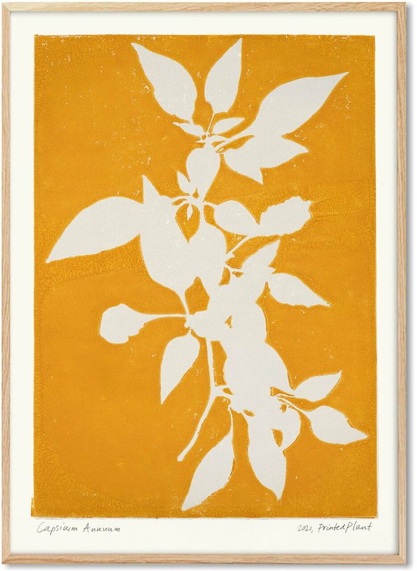 Affiche Capsicum Annuum II 30 x 40 cm PrintedPlant - PSTR Studio - The Cool Republic