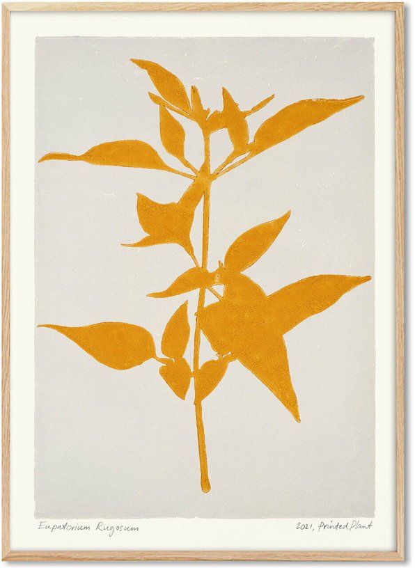 Affiche Eupatorium Rugosum 30 x 40 cm PrintedPlant - PSTR Studio - The Cool Republic