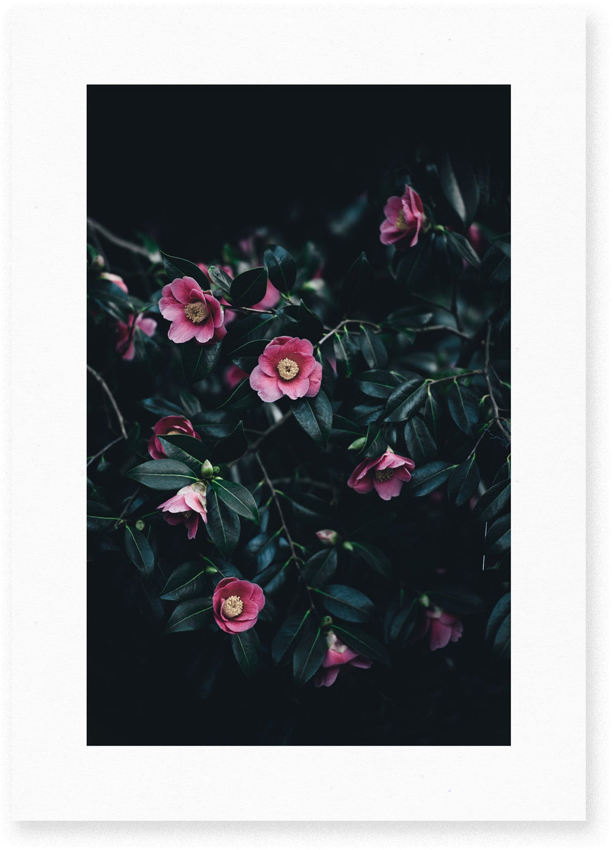 Affiche Flowers encadrée Moebe noir A3 - Le Renard - The Cool Republic