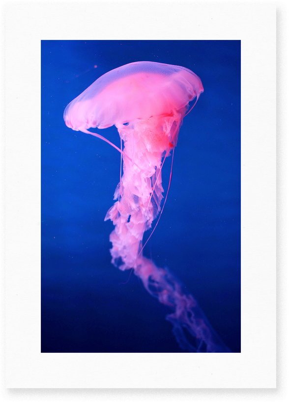 Affiche Medusa I - Le Renard - The Cool Republic