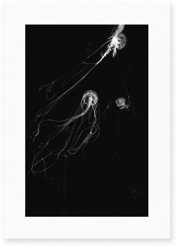 Affiche Medusa II - Le Renard - The Cool Republic