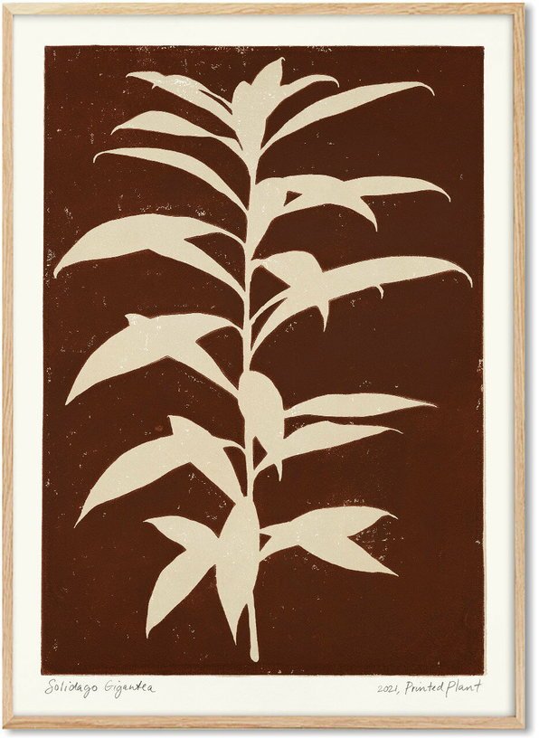 Affiche Solidago Gigantea 30 x 40 cm PrintedPlant - PSTR Studio - The Cool Republic