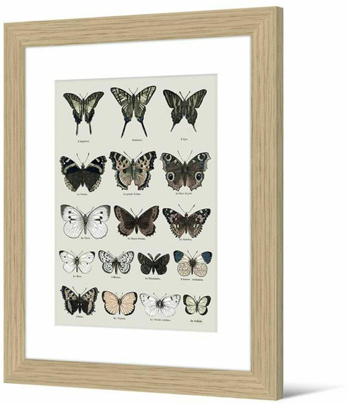 Image encadrée Papilio 40x50 cm Botanical Retro - Pôdevache - The Cool Republic