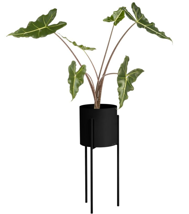Pot à plantes en acier noir Maki - noo.ma - The Cool Republic
