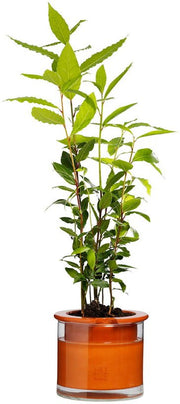 Pot avec réservoir d'eau S - Wet Pot - The Cool Republic