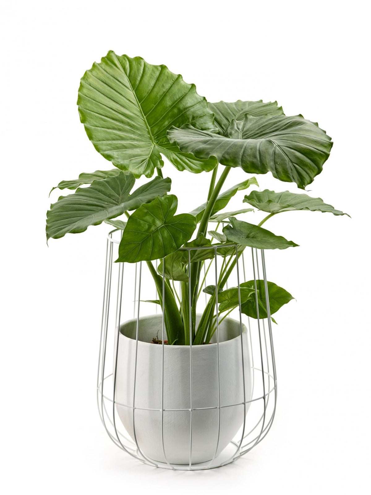 Pot de fleurs en faïence blanche Babylon - Serax - The Cool Republic